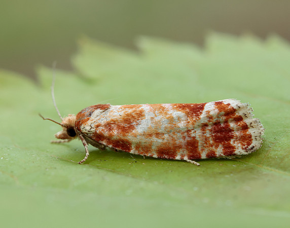 49.306 BF1211 Rhyacionia pinicolana