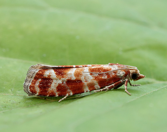 49.306 BF1211 Rhyacionia pinicolana