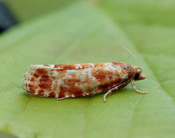 49.306 BF1211 Rhyacionia pinicolana