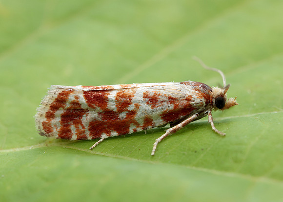 49.306 BF1211 Rhyacionia pinicolana