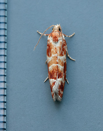 49.306 BF1211 Rhyacionia pinicolana