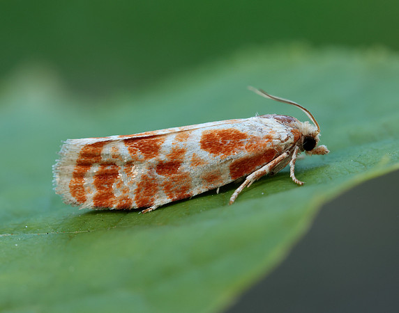 49.306 BF1211 Rhyacionia pinicolana