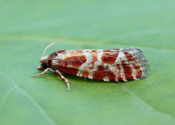 49.306 BF1211 Rhyacionia pinicolana