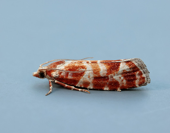 49.306 BF1211 Rhyacionia pinicolana