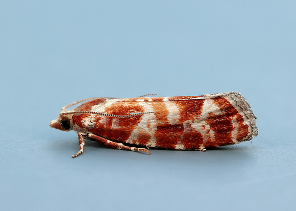 49.306 BF1211 Rhyacionia pinicolana
