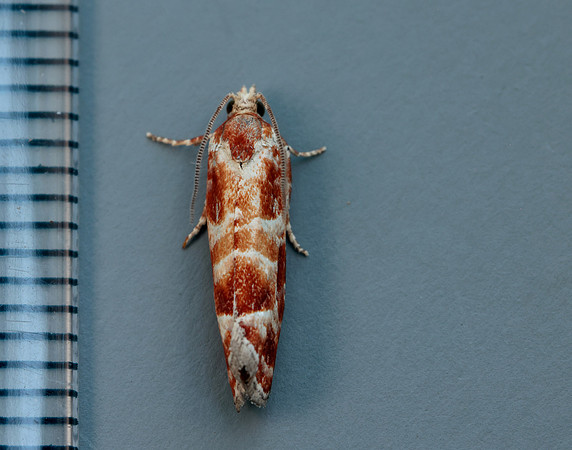 49.306 BF1211 Rhyacionia pinicolana