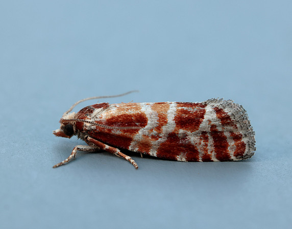 49.306 BF1211 Rhyacionia pinicolana