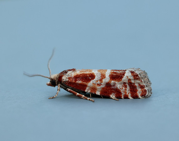 49.306 BF1211 Rhyacionia pinicolana