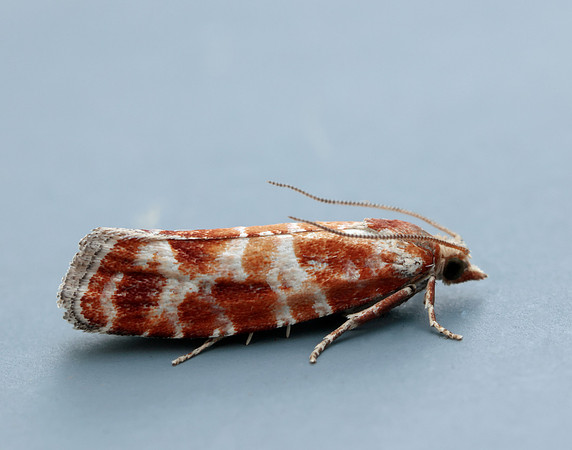 49.306 BF1211 Rhyacionia pinicolana