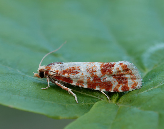 49.306 BF1211 Rhyacionia pinicolana