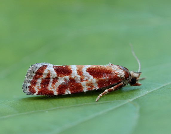 49.306 BF1211 Rhyacionia pinicolana