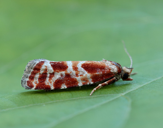 49.306 BF1211 Rhyacionia pinicolana