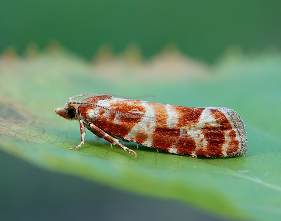 49.306 BF1211 Rhyacionia pinicolana