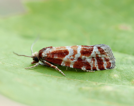 49.306 BF1211 Rhyacionia pinicolana