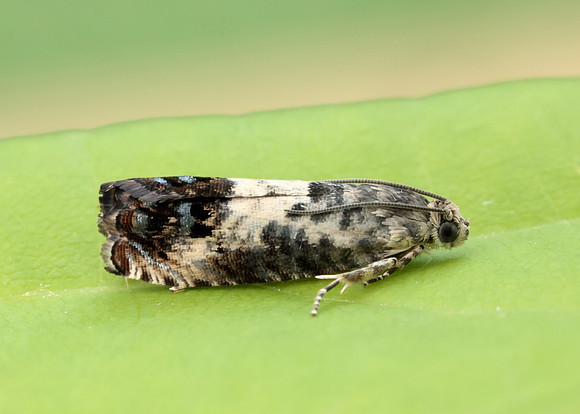 49.367 BF1236 Pammene fasciana