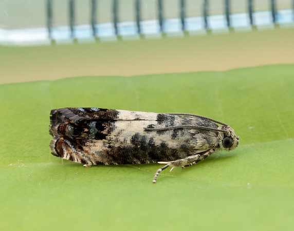 49.367 BF1236 Pammene fasciana