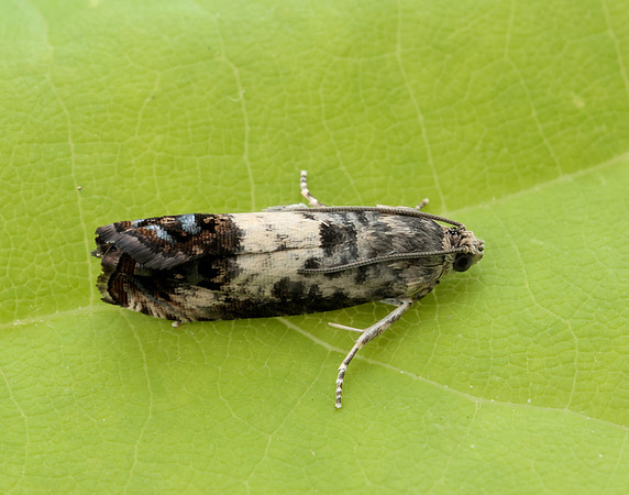 49.367 BF1236 Pammene fasciana
