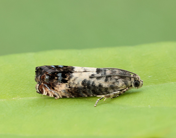 49.367 BF1236 Pammene fasciana