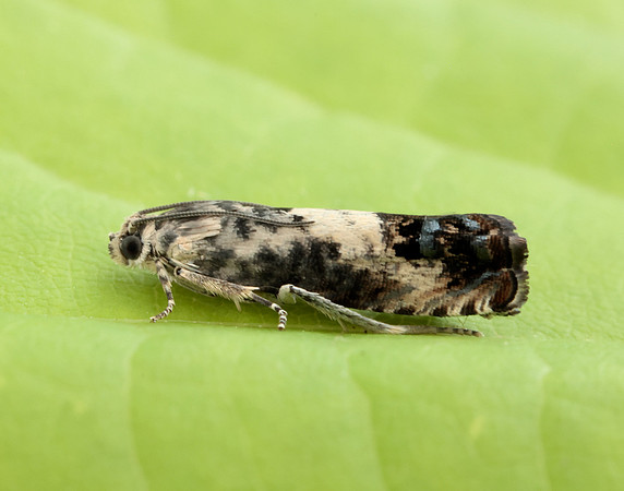 49.367 BF1236 Pammene fasciana