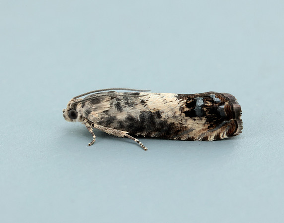 49.367 BF1236 Pammene fasciana