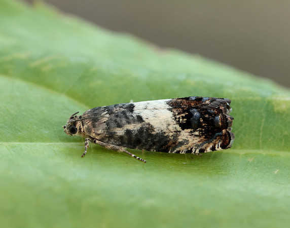49.367 BF1236 Pammene fasciana