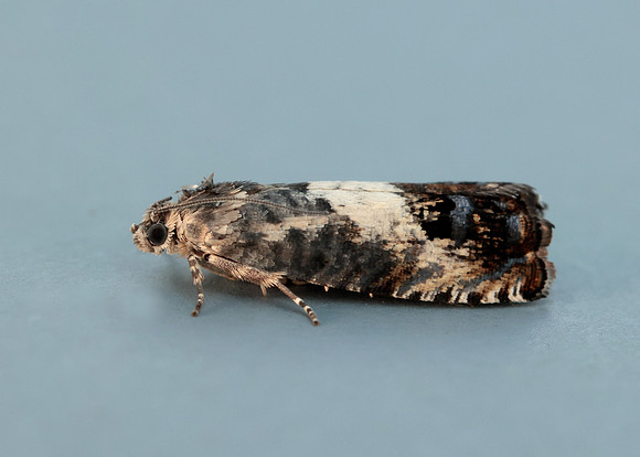 49.367 BF1236 Pammene fasciana