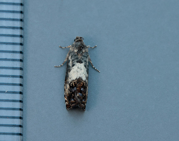 49.367 BF1236 Pammene fasciana
