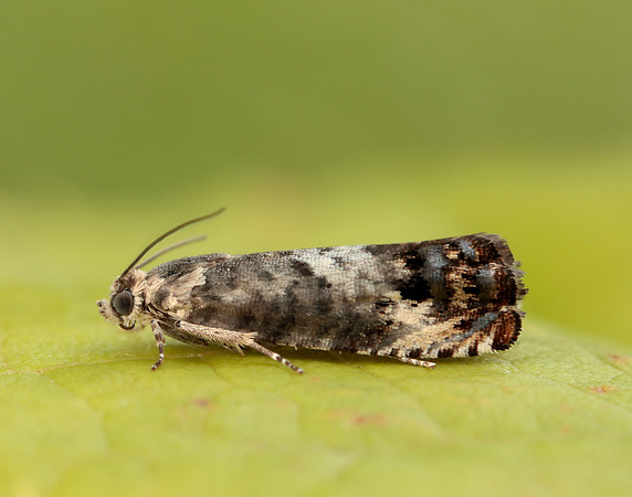 49.367 BF1236 Pammene fasciana
