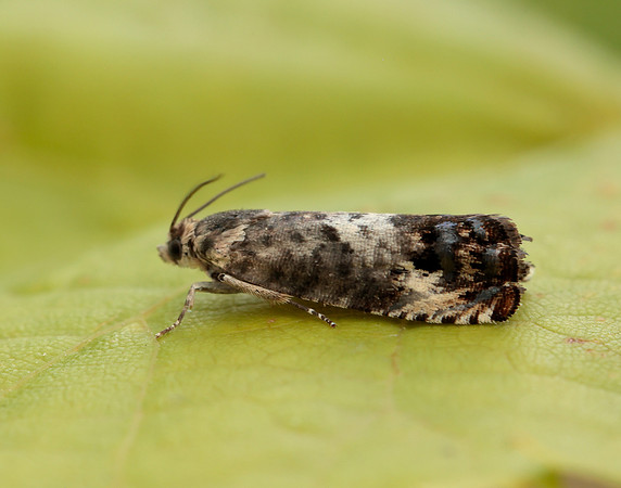 49.367 BF1236 Pammene fasciana