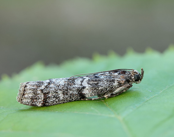 62.028 BF1454 Dioryctria abietella
