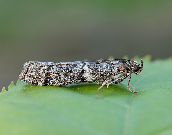 62.028 BF1454 Dioryctria abietella