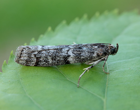 62.028 BF1454 Dioryctria abietella