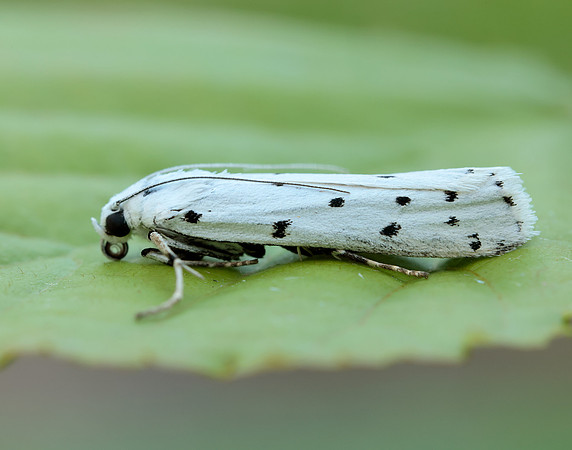 62.042 BF1458 Thistle Ermine Myelois circumvoluta