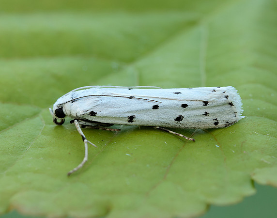 62.042 BF1458 Thistle Ermine Myelois circumvoluta