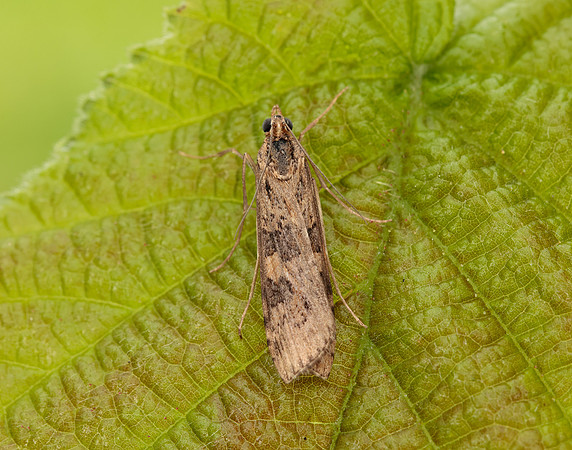 63.052 BF1398 Rush Veneer Nomophila noctuella