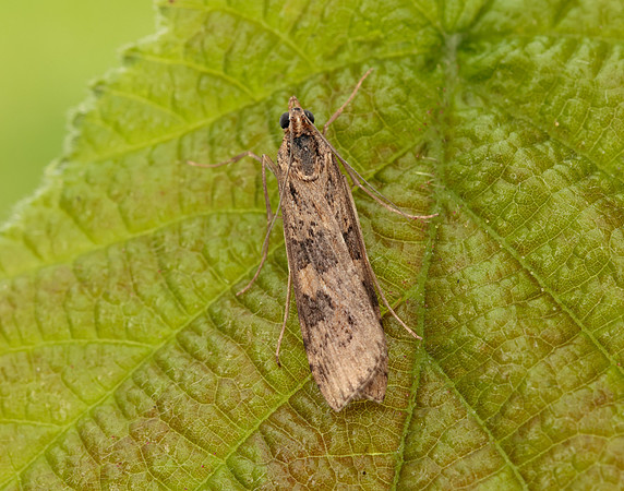 63.052 BF1398 Rush Veneer Nomophila noctuella