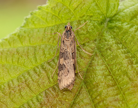 63.052 BF1398 Rush Veneer Nomophila noctuella