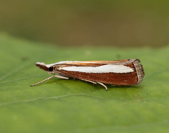 63.100 BF1314 Catoptria margaritella