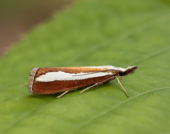 63.100 BF1314 Catoptria margaritella