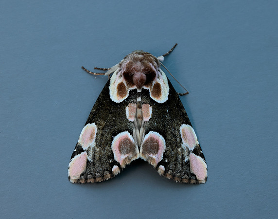 65.008 BF1652 Peach Blossom Thyatira batis
