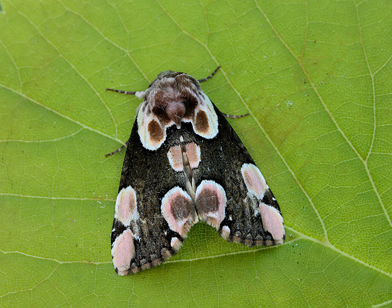 65.008 BF1652 Peach Blossom Thyatira batis