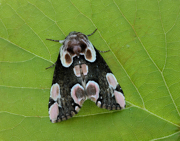 65.008 BF1652 Peach Blossom Thyatira batis
