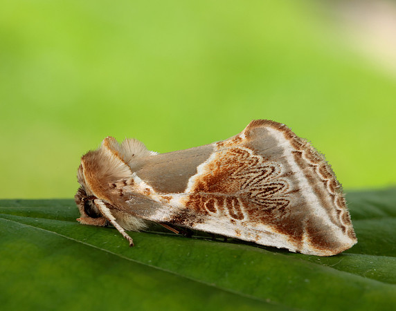 65.009 BF1653 Buff Arches Habrosyne pyritoides