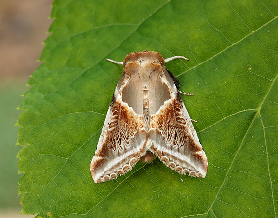 65.009 BF1653 Buff Arches Habrosyne pyritoides