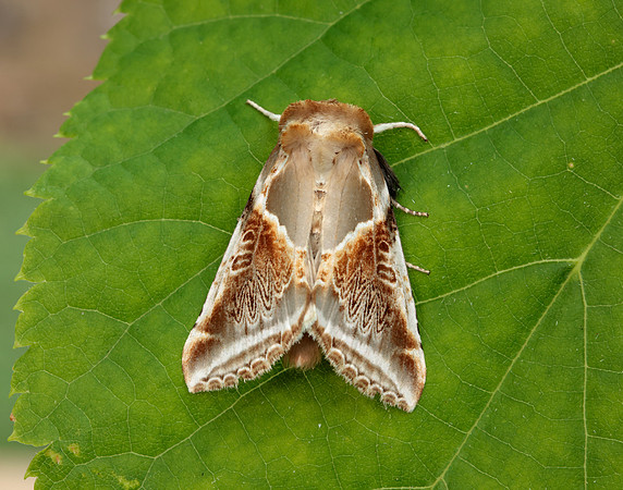 65.009 BF1653 Buff Arches Habrosyne pyritoides