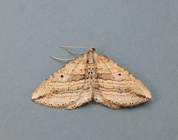 70.046 BF1719 Oblique Carpet Orthonama vittata