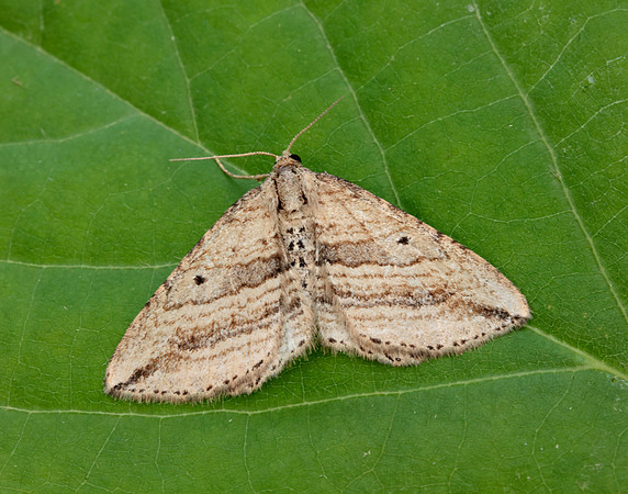 70.046 BF1719 Oblique Carpet Orthonama vittata