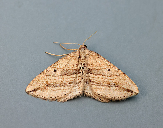 70.046 BF1719 Oblique Carpet Orthonama vittata