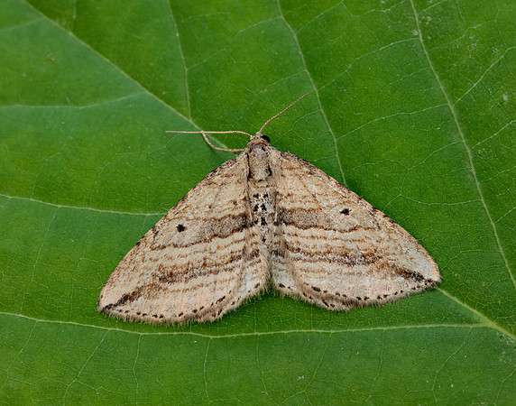 70.046 BF1719 Oblique Carpet Orthonama vittata