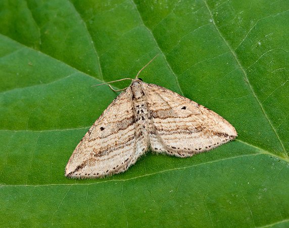 70.046 BF1719 Oblique Carpet Orthonama vittata
